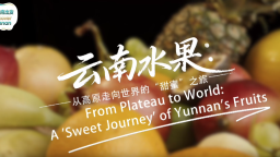 【从云南出发】云南水果：从高原走向世界的“甜蜜”之旅