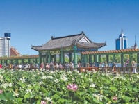 13处特色荷花展区接力“花开北京”