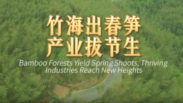 鲜味中国 四季农香|竹海出春笋 产业拔节生