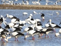 天津：湿地启春迁 万羽舞翩跹