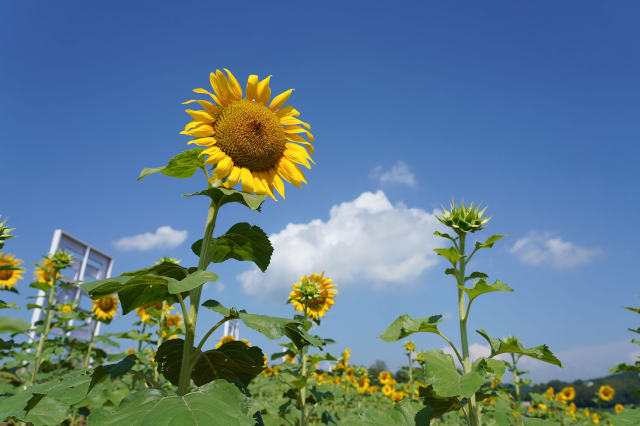 黄山屯溪：油葵花海飘香 描绘振兴新景_fororder_图片3