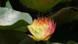 好运“莲莲”！杭州小区池塘的罕见双色睡莲盛开