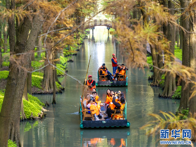 江苏兴化：水上森林冬景醉人