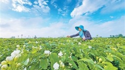 全球每10朵茉莉花6朵来自广西横州