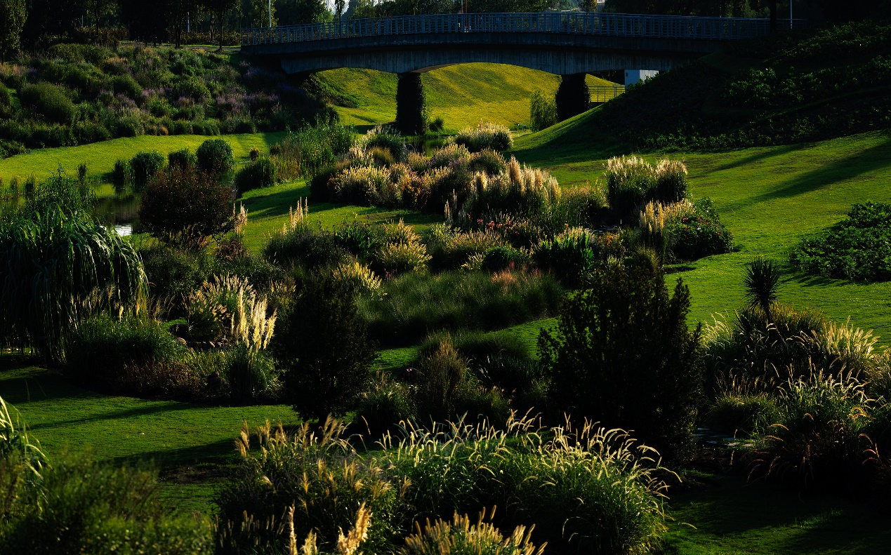 上海辰山植物园里观赏草铺陈出绚丽秋景_fororder_图片49