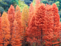 福州闽清古洋村水杉正当“红”