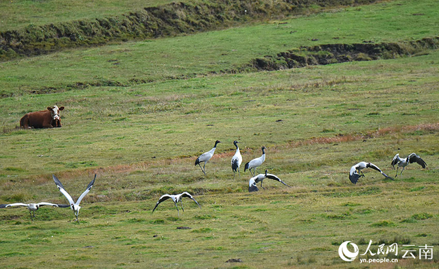 云南昭通大山包迎来首批越冬黑颈鹤 云南昭通大山包迎来首批越冬黑颈鹤