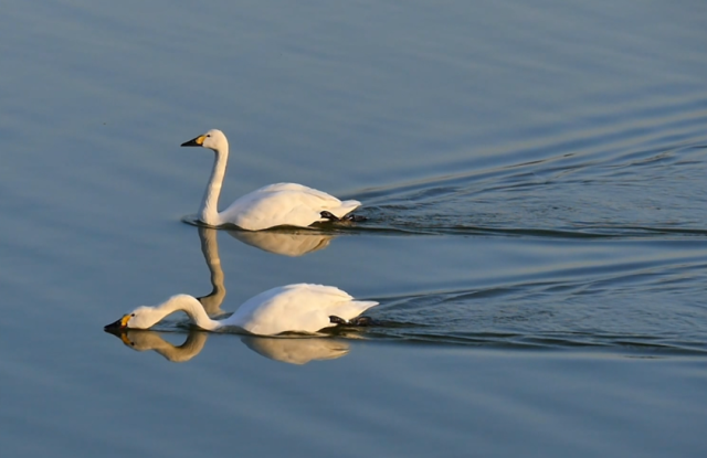 北京密云：三种珍稀天鹅首次同框