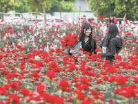 成都大爷的花田火了 1元1枝玫瑰花 解锁春日浪漫