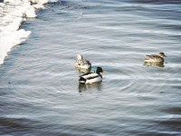 吉林长春：伊通河畔春之声