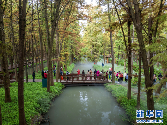 江苏兴化：水上森林冬景醉人