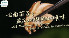 【从云南出发】云南菌子：藏在山林间的极致美味_fororder_微信图片_〉〇〉」-〇「-〉「_〈『《〇〉【_「《《