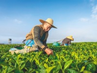 海南白沙：春茶采摘忙