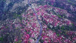 贵州毕节百里杜鹃迎盛花期 邀您共赴春日“地球彩带”之约