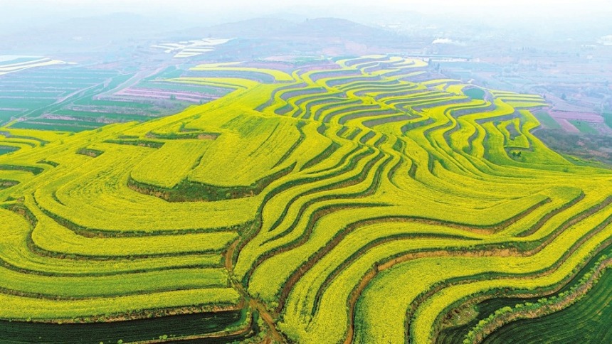 山西运城：油菜花开满梯田