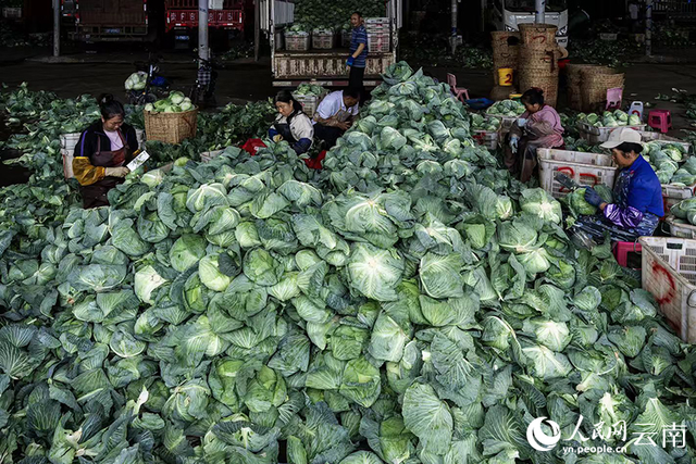 中老铁路助力云南通海蔬菜鲜销东南亚国家