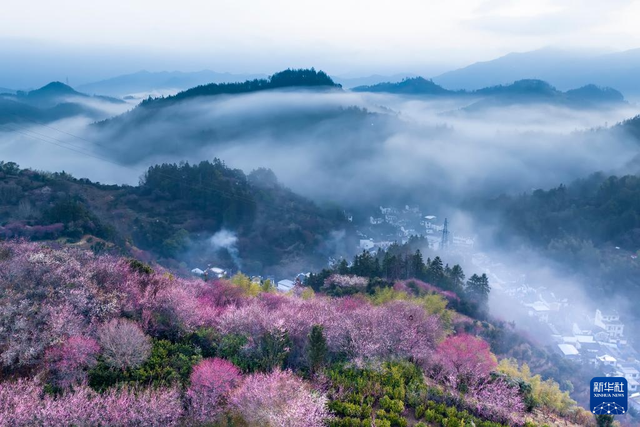 安徽黄山：莺鸣一两啭，花树数重开
