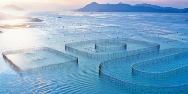 福建宁德：年年有黄鱼 年年都有余