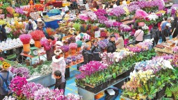 今年1至2月斗南花卉交易量超17亿枝