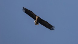 “空中老虎”连续三十余年“赴约”北京平谷，生态高地催生“观鸟经济”