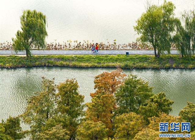 江苏兴化：水上森林冬景醉人
