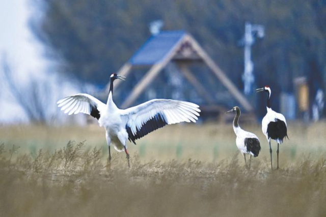 凉意起，白露至，这个京味非遗可是“季节限定”
