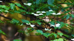 “豫”见美丽 多样生物——探寻南阳内乡生物多样性保护密码