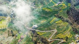 甘肃省陇南市：茶农采摘早春茶