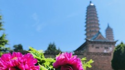 太原双塔寺 牡丹正当时