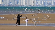 河北秦皇岛：海鸥舞翩跹