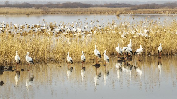 数千只“鸟类国宝”集结双鸭山宝清