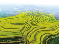 山西运城：油菜花开满梯田