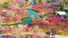来扬州，邂逅“梅”好春光