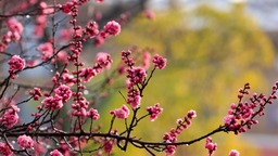 云南曲靖：梅花绽放报春来