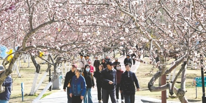 内蒙古呼和浩特：桃花朵朵开 浓浓春意来