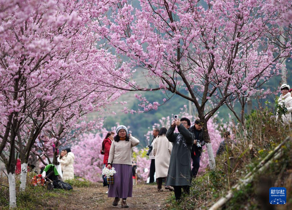 安徽黄山：莺鸣一两啭，花树数重开