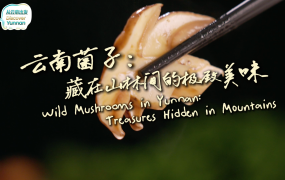 【从云南出发】云南菌子：藏在山林间的极致美味_fororder_菌子封面