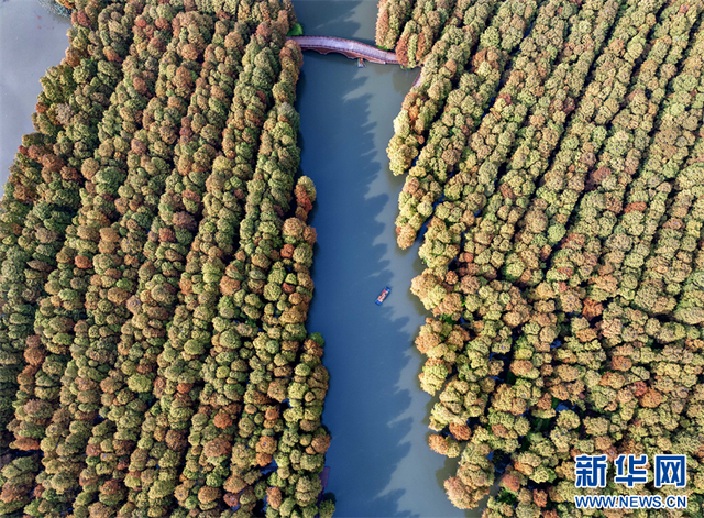 江苏兴化：水上森林冬景醉人