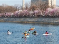 天津红桥：桃花堤运河桃花节迎来大量游客