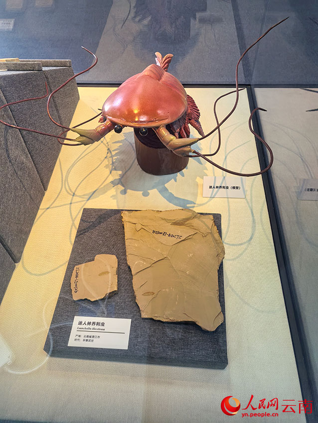 569块寒武纪化石首次进京集中展出