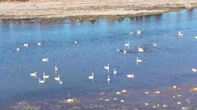 北京密云：三种珍稀天鹅首次同框