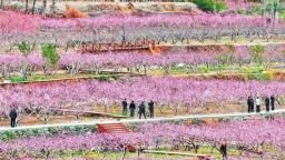 甘肃陇南：桃花竞相绽放
