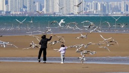 河北秦皇岛：海鸥舞翩跹