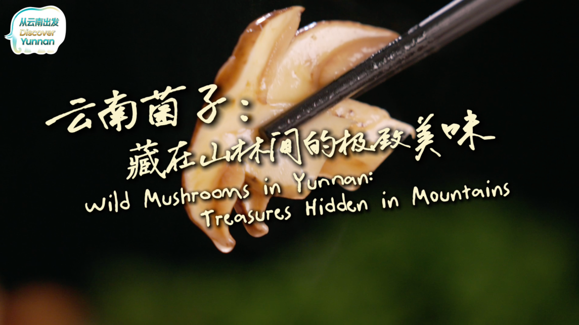 【从云南出发】云南菌子：藏在山林间的极致美味_fororder_菌子封面