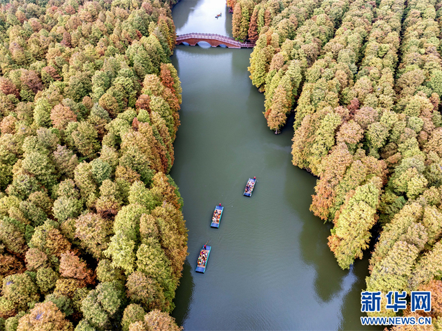 江苏兴化：水上森林冬景醉人