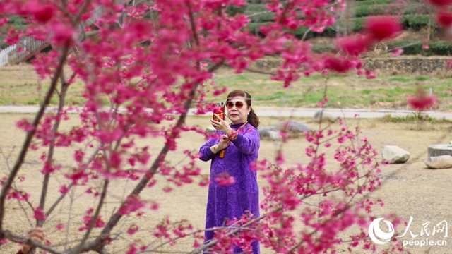 福建龙岩：万株樱花次第绽放  迎来最佳观赏期