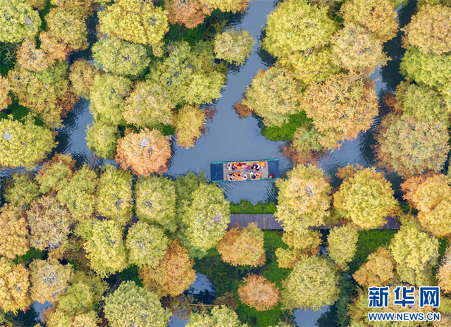 江苏兴化：水上森林冬景醉人