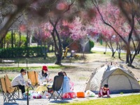 水岸露营享悠然 宁夏永宁春景入画来