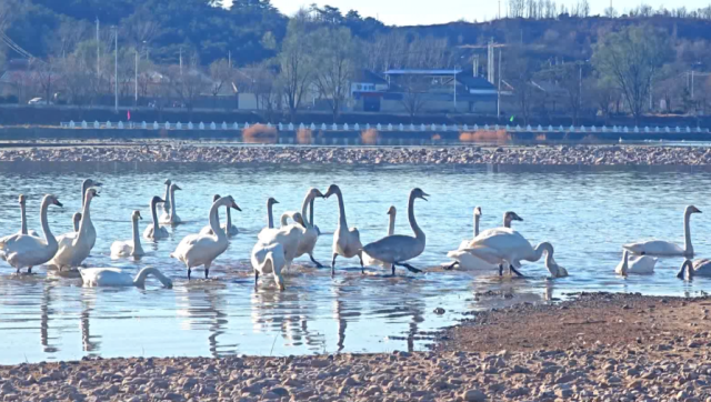 北京密云：三种珍稀天鹅首次同框