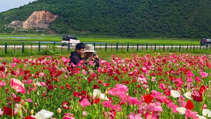 在云南香格里拉纳帕海，邂逅冰岛虞美人花海